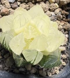 多肉植物 ハオルチア 白沢ベヌスタ錦 糊斑 - メルカリ