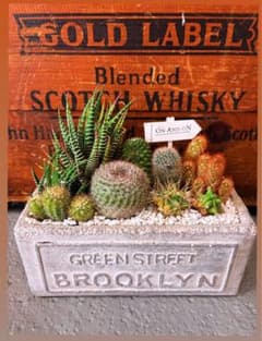 サボテン寄せ植え Brooklyn風 グレー鉢 インテリア 観葉植物 多肉植物のサムネイル