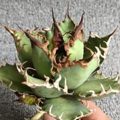 344 特選 アガベ チタノタ 凱撒 シーザー 超強鋸歯 超狂棘 極上優良株