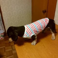 犬服ハンドメイドのサムネイル