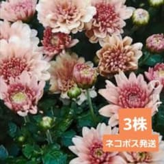 菊苗　ガーデンマム　スプレー菊 抜き苗3株セット　宿根草のサムネイル