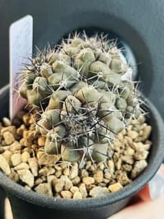 ✨現物①点限り✨超激レア✨黒棘 デュラ接降群生 コピアポア 抜き苗