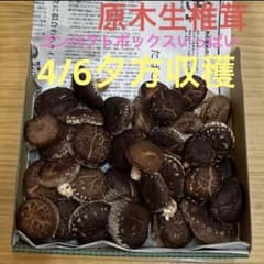 新鮮な生椎茸 コンパクトボックス入るだけのサムネイル