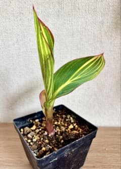 カンナ　ベンガルタイガー　根付き抜き苗のサムネイル