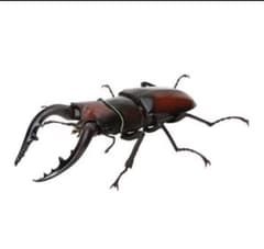 生き物大図鑑クワガタ06 ノコギリクワガタ 褐色のサムネイル