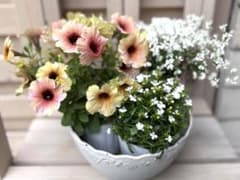 寄せ植え花 花苗セット ペチュニアステファニー 大人可愛い ニュアンスカラーのサムネイル