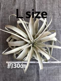 キセログラフィカＬsize ＊ワケありＡのサムネイル