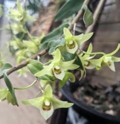 花終わり 宮崎産キバナノセッコク 山野草 - メルカリ