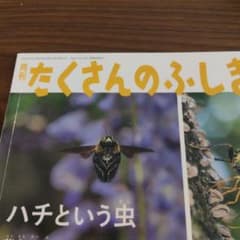 図書館リサイクル本 ハチという虫 2021年6月号 たくさんのふしぎ