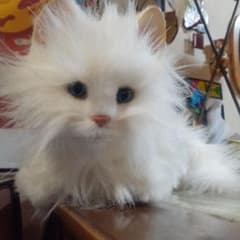 ビンテージ 当時物 リアル猫 バーチャル ゆめ猫 ねこロボット ねこ