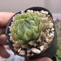 ハオルチア herbacea 多肉植物 - メルカリ