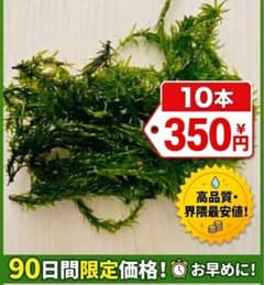 アナカリス(オオカナダモ)10本のサムネイル