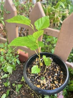 マルベリー苗 桑の苗のサムネイル
