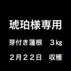 農薬不使用　芽付き蓮根　３㎏のサムネイル