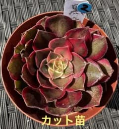 u*4様 アエオニウム 黒魔錦②⭐️お買い得 - メルカリ