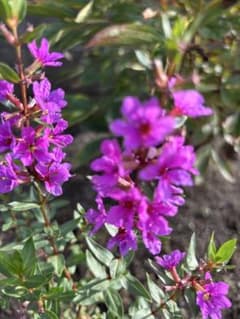 Two loosestrife seedlings, shipped via Nekoposu (Japan Post's small parcel service).