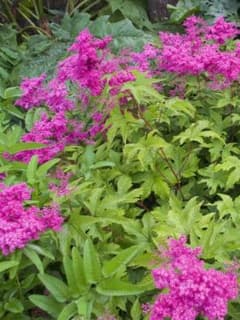 シモツゲの苗＋カツオ菜種オマケ付きのサムネイル