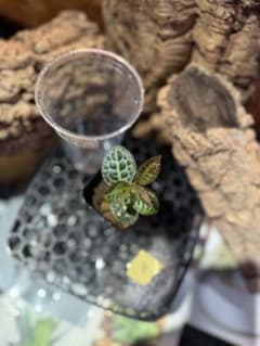 Ardisia sp. 'Turtle Back'008 - 4