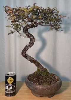 古木 天皇梅 磯山椒 文人木 - メルカリ