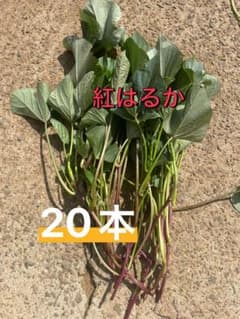 紅はるか 苗 20本セットのサムネイル