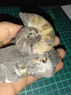 北海道小平町産 アンモナイト プチコダス 絶滅種サメの歯 希少化石
