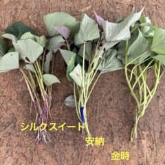 3種 シルクスイート 安納芋 金時 各3本 合計9本 さつまいも苗 ネコポス