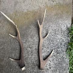 鹿の角二本セットのサムネイル