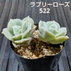 ラブリーローズ 2株 522 エケベリア 多肉植物 抜き苗 - メルカリ