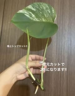 モンステラ ボルシギアナ ホワイトタイガー 斑入り ハーフムーンC おまけ付きのサムネイル