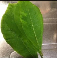 天然無農薬 生朴葉 20枚のサムネイル