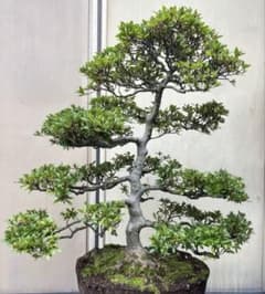 皐月(さつき)】 