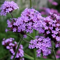 【花の種】三尺バーベナ❤︎バーベナボナリエンシス❤︎種100粒❤︎おまけの種つき