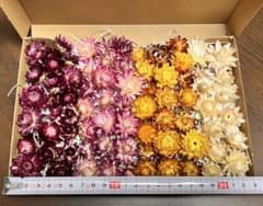 ドライフラワー ヘリクリサム 貝細工のサムネイル