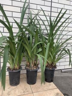 シンビジウム　純恋花　色不明　お得3鉢　メルカリ便 シンビジウム 純恋花 色不明 お得3鉢 メルカリ便 - メルカリ