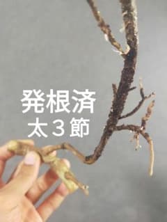 【週末セール】安心の発根済!　斑入りモンステラ　芽3つ　ホワイトタイガー　О13 L3】斑入りモンステラ ホワイトタイガー 発根済カット茎 成長点3つ