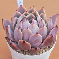 多肉植物 コロラータアイス×ジャッカル 交配実生苗 エケベリアのサムネイル