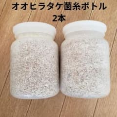 オオヒラタケ菌糸ビン 800cc ◎2本 菌糸入りボトル - メルカリ