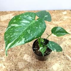 モンステラ デリシオーサ タイコンステレーション 厳選美斑入り‼️3号