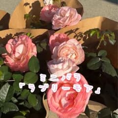ミニバラ☆ラブリーモア②☆1鉢☆セントラルローズのサムネイル