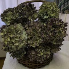 ドライ紫陽花１０本＋アルファあり（緑と紫）北海道産のサムネイル