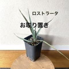 ユッカ＊ロストラータ＊苗高15センチ＊2025年9月播種＊抜き苗発送