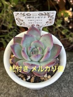 超希少 コキリノさん苗 臼中リンゼアナ 札付き 多肉植物② - メルカリ