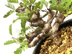 センナ・メリディオナリス(実生)のサムネイル