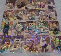 猫カフェmocha 三宮店 2026 夏トレカ コンプリートセットのサムネイル