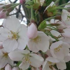 にしん様専用/霊使いセットのサムネイル