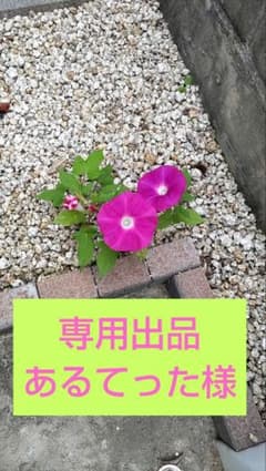 専用出品  名探偵コナンタイピングソフトのサムネイル