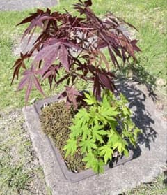 モミジ カエデ 盆栽 赤緑 苔付き - メルカリ