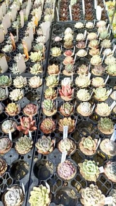 にこちゃん様、返品用のサムネイル
