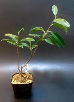 黄*虫様 激レア！ガジュマル 盆栽 奄美大島産 ②のサムネイル