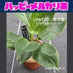 大特価！鉢ごと【現物】フィロデンドロン バーキン #003（3号丸プラ鉢）個人株のサムネイル